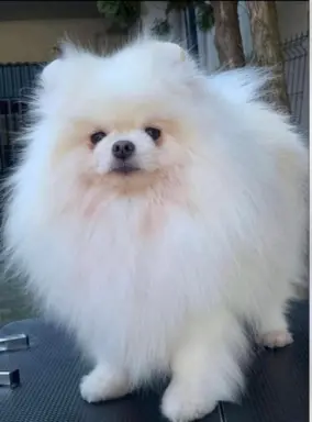 Cudowny Pomeranian szpic mini Herkules boy 6