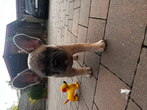 Buldog francuski – maluchy gotowe do odbioru 1