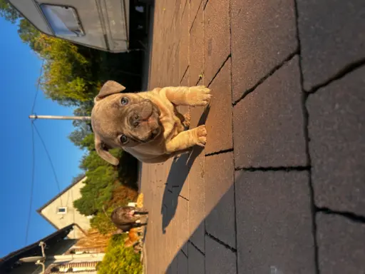 Buldog francuski – maluchy gotowe do odbioru 2