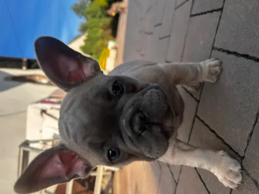 Buldog francuski – maluchy gotowe do odbioru 3