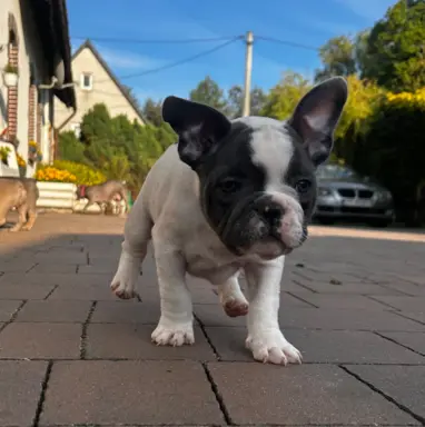 Buldog francuski – maluchy gotowe do odbioru 4