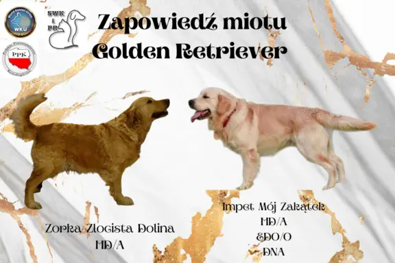 Golden Retriever szczenięta gotowe do odbioru 2