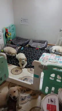 Golden Retriever szczenięta gotowe do odbioru 7