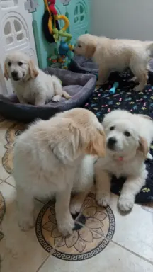 Golden Retriever szczenięta gotowe do odbioru 8