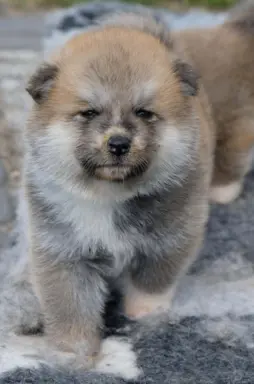 Akita Inu akita japońska szczenięta zkwp 4