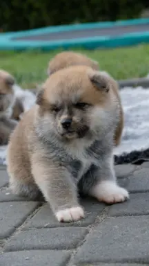 Akita Inu akita japońska szczenięta zkwp 5