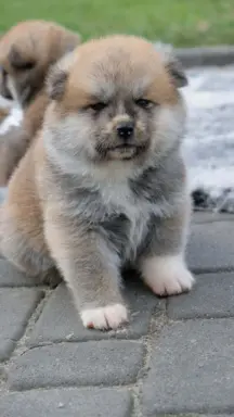 Akita Inu akita japońska szczenięta zkwp 2