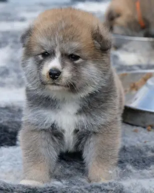 Akita Inu akita japońska szczenięta zkwp 3
