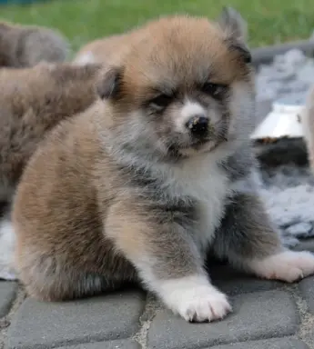 Akita Inu akita japońska szczenięta zkwp 6