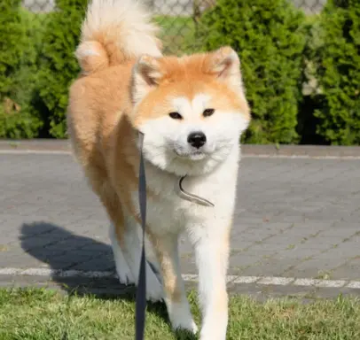 Akita Inu akita japońska szczenięta zkwp 9
