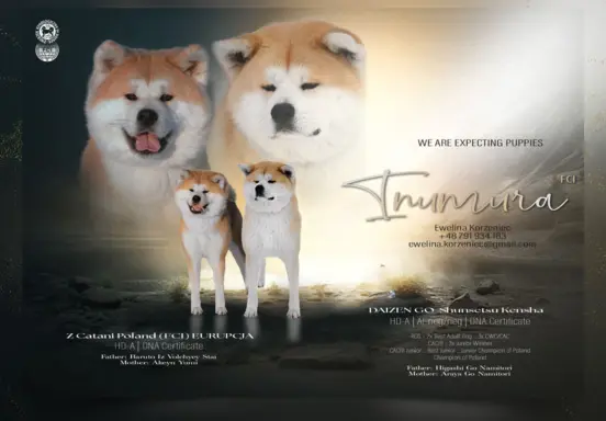 Akita Inu akita japońska szczenięta zkwp 1