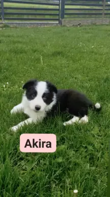 Piękne dwie suczki rasowe i jeden piesek 1