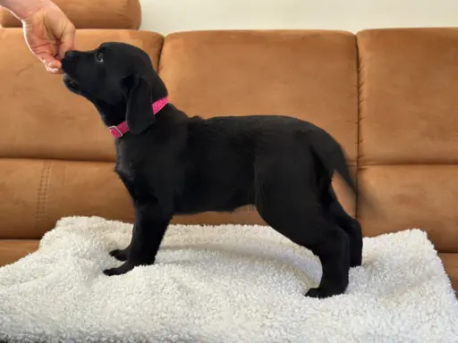 Szczenięta po matce pracującej w dogoterapii 2