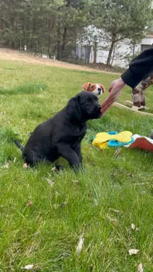 Szczenięta po matce pracującej w dogoterapii 3