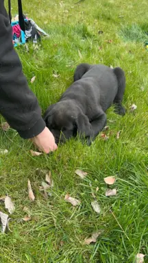 Szczenięta po matce pracującej w dogoterapii 5