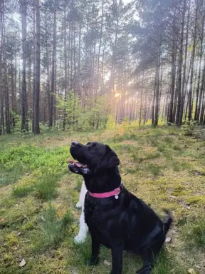 Szczenięta po matce pracującej w dogoterapii 10