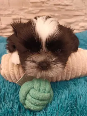 Shih Tzu 4-ro pokoleniowy rodowód (Ernest) 1