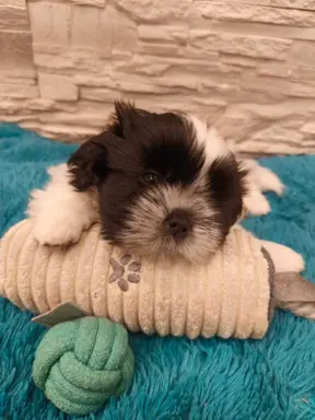 Shih Tzu 4-ro pokoleniowy rodowód (Ernest) 2