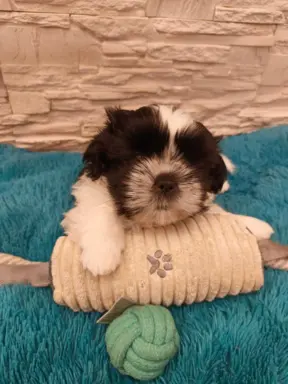 Shih Tzu 4-ro pokoleniowy rodowód (Ernest) 3
