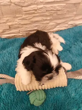 Shih Tzu 4-ro pokoleniowy rodowód (Ernest) 4