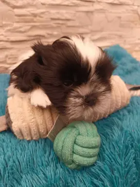 Shih Tzu 4-ro pokoleniowy rodowód (Ernest) 5