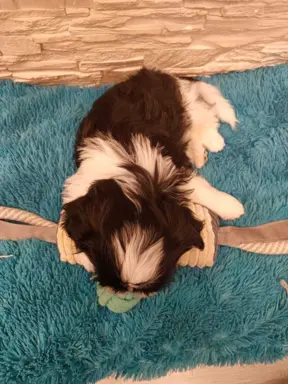 Shih Tzu 4-ro pokoleniowy rodowód (Ernest) 6