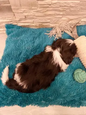 Shih Tzu 4-ro pokoleniowy rodowód (Ernest) 7