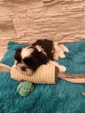 Shih Tzu 4-ro pokoleniowy rodowód (Ernest) 8