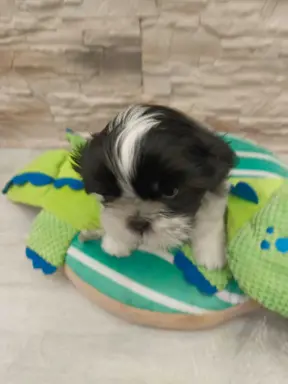 Shih Tzu 4-ro pokoleniowy rodowód (Elwis) 1