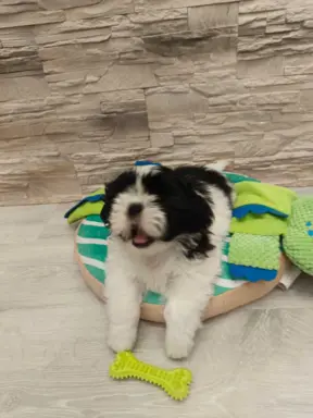 Shih Tzu 4-ro pokoleniowy rodowód (Elwis) 2