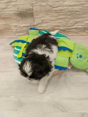 Shih Tzu 4-ro pokoleniowy rodowód (Elwis) 3