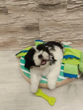 Shih Tzu 4-ro pokoleniowy rodowód (Elwis) 4
