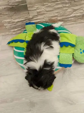 Shih Tzu 4-ro pokoleniowy rodowód (Elwis) 5
