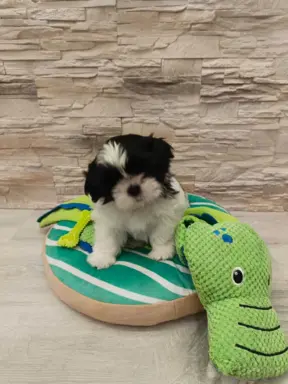 Shih Tzu 4-ro pokoleniowy rodowód (Elwis) 6