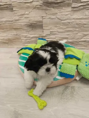 Shih Tzu 4-ro pokoleniowy rodowód (Elwis) 7