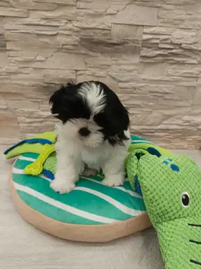 Shih Tzu 4-ro pokoleniowy rodowód (Elwis) 8
