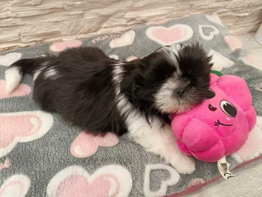 Shih Tzu 4-ro pokoleniowy rodowód (Eliza) 1