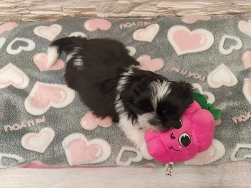 Shih Tzu 4-ro pokoleniowy rodowód (Eliza) 2