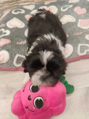 Shih Tzu 4-ro pokoleniowy rodowód (Eliza) 3
