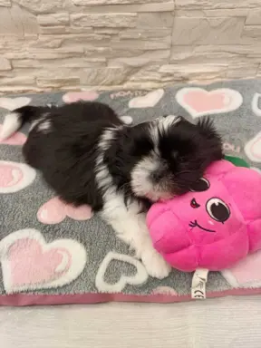 Shih Tzu 4-ro pokoleniowy rodowód (Eliza) 4