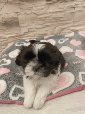 Shih Tzu 4-ro pokoleniowy rodowód (Eliza) 5