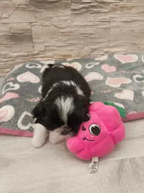 Shih Tzu 4-ro pokoleniowy rodowód (Eliza) 6