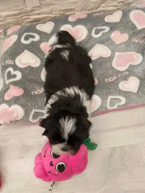 Shih Tzu 4-ro pokoleniowy rodowód (Eliza) 7