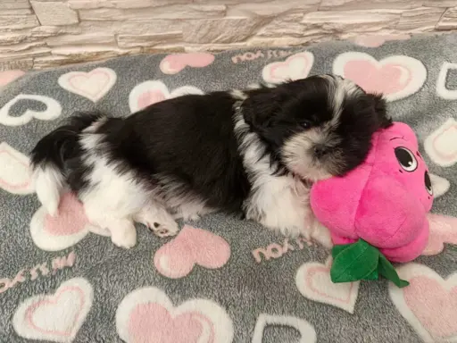 Shih Tzu 4-ro pokoleniowy rodowód (Eliza) 8