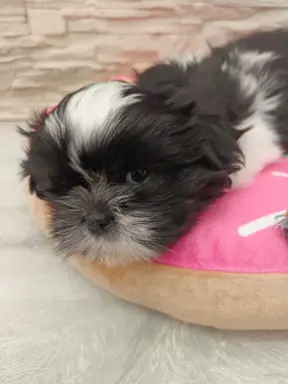 Shih Tzu 4-ro pokoleniowy rodowód (Edzia) 1