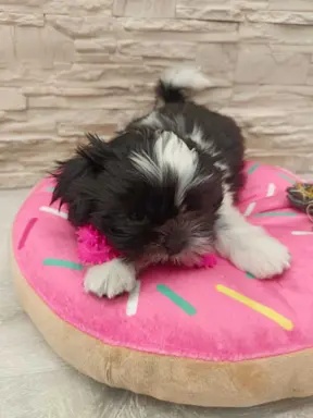 Shih Tzu 4-ro pokoleniowy rodowód (Edzia) 2