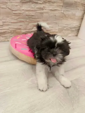 Shih Tzu 4-ro pokoleniowy rodowód (Edzia) 3