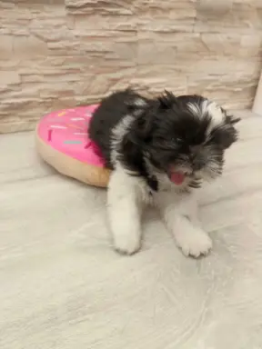 Shih Tzu 4-ro pokoleniowy rodowód (Edzia) 4