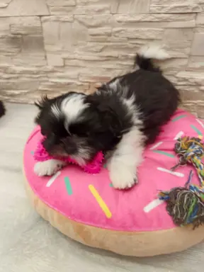 Shih Tzu 4-ro pokoleniowy rodowód (Edzia) 5