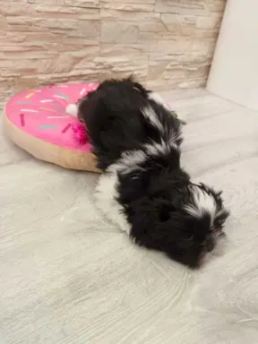 Shih Tzu 4-ro pokoleniowy rodowód (Edzia) 6